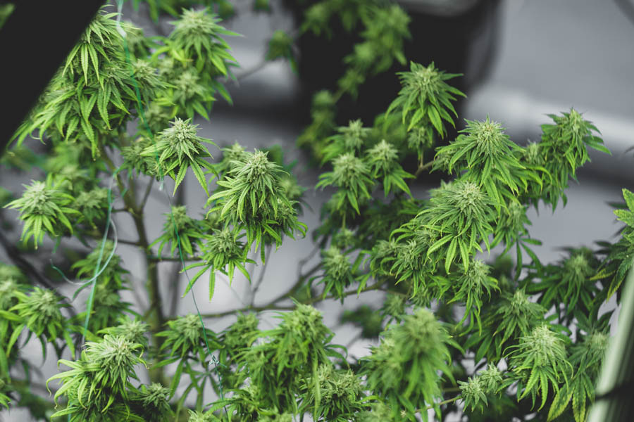 marijuana or ganja plant leaf growth in farm, agriculture crop background of ganja cannabis